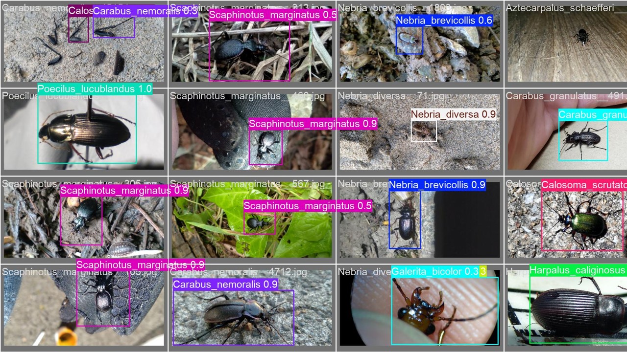 AI Model Output tdentifing beetles
